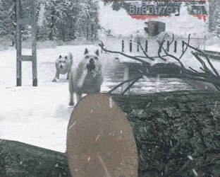 Видео дня: суровый симулятор машиниста поезда Транссиба