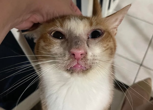 «Пойду с этим котиком куда угодно!»: редакция Лайфхакера тестирует игру Monster Hunter: World